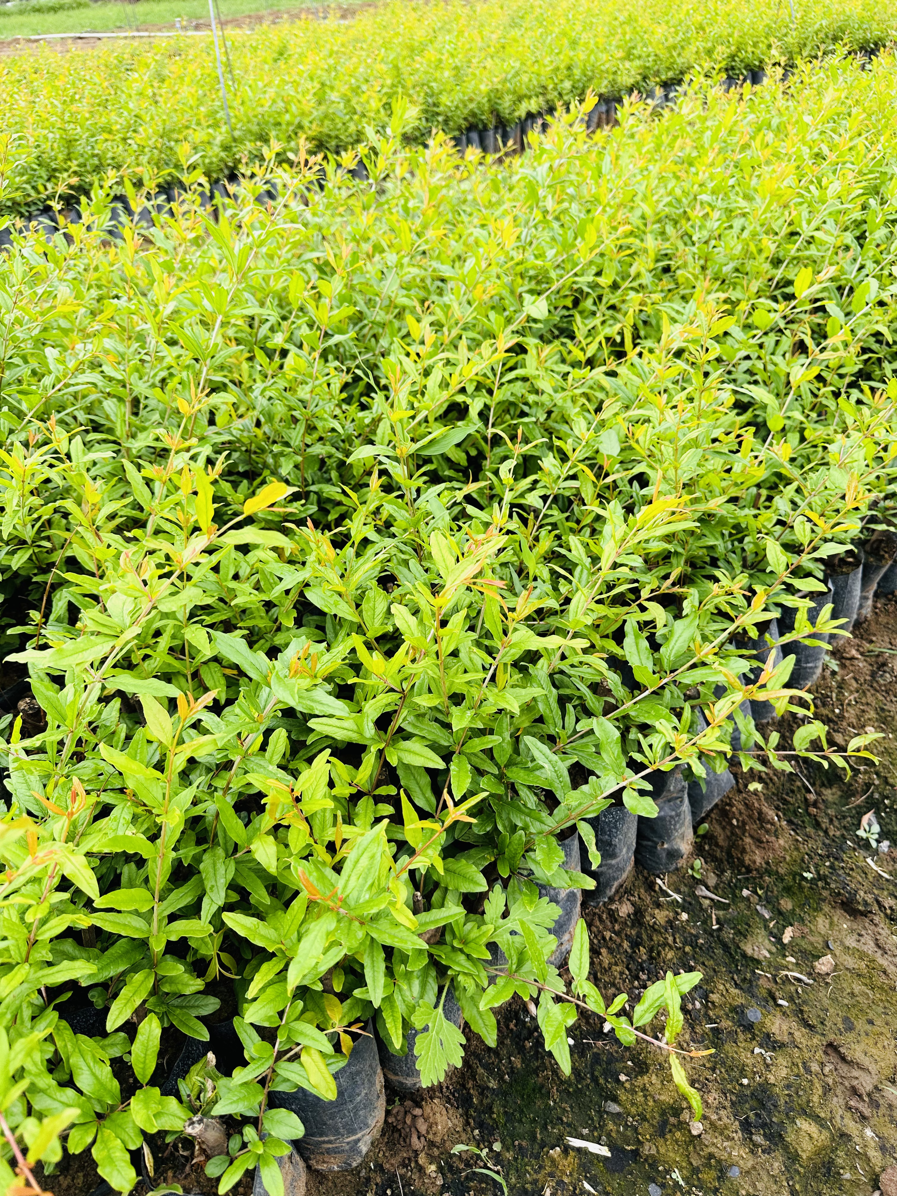 Pomegranate plantation